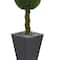 5ft. Double Ball Boxwood Topiary Tree in Slate Planter